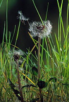 Dandelion seed disperal (Taraxacum officinale) UK