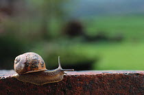 Common garden snail (Helix aspersa) on brick wall, England, UK