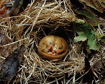 Dormouse (Muscardinus avellanarius) hibernating within nest. Winter, UK