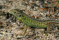 Sand lizard (Lacerta agilis) male on heathland. Europe
