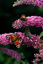 Peacock butterfly (Inachis io) and small tortoiseshell butterflies (Aglais urticae) on buddleia flowers, Summer, UK
