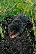 European mole (Talpa europaea) digging on molehill, England, UK