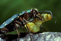 Green tiger beetle (Cicindela campestris) with caterpillar prey. UK