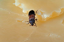 Larder beetle (Dermestes lardarius) on food, England, UK