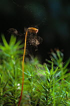Star moss (Polytrichum sp) shedding spores from its capsule. England, UK
