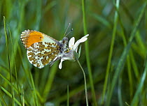 Orange-tip butterfly (Anthocharis cardamines)  male on Stitchwort flower. England, UK