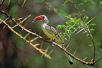 Red-billed hornbill (Tockus erythrorhynchus) perched on Acacia, Africa