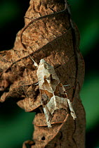 Angle shades moth (Phlogophora meticulosa) UK.