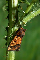 Frosted orange moth (Gortyna flavago) feeding on thistle stem. England, UK