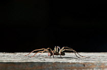 House spider (Tegenaria domestica) walking along wooden surface, England UK