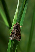 Lunar Underwing (Omphaloscelis lunosa) moth at rest, UK