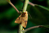 Sallow moth (Xanthia icteritia) at rest, UK