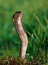 Egyptian cobra (Naja haje) striking. , controlled conditions