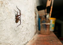 House Spider (Tegenaria domestica) on white-washed wall of shed, UK