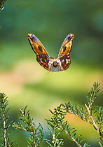 Male Emperor moth (Saturnia pavonia) in flight over heather. UK