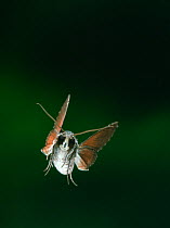 Hawk moth (Erinnyis sp) in flight. From Venezuelan cloudforest.