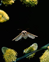Common quaker moth (Orthosia cerasi) in flight, past Salix flowers, pussy willow, UK