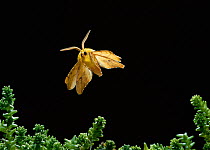 Canary-shouldered thorn moth (Ennomos alniaria) in flight, UK