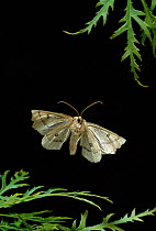 Scalloped hazel moth (Gonodontis bidentata) in flight, UK