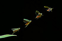 Rhododendron / Red banded leafhopper (Graphocephala coccinea) sequence of 4 multiflash  images of taking off from leaf.