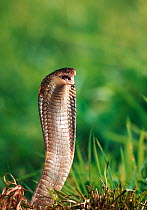 Egyptian cobra (Naja haje) in strike threat pose. , controlled conditions