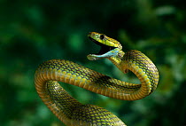 Green cat snake (Boiga cyanea) threat display, from Asia, controlled conditions