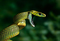 Green cat snake (Boiga cyanea) threat display, from Asia, controlled conditions