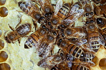 Honeybee workers (Apis mellifera) feeding from storage comb. UK