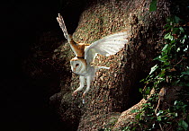 Barn Owl (Tyto alba) flying from nest in Oak tree, UK