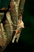 Angle shades moth (Phlogophora meticulosa) resting on dead leaf. UK