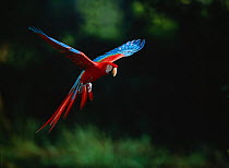 Green-winged macaw (Ara chloroptera) in flight, South America, controlled conditions