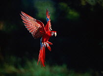 Green-winged macaw (Ara chloroptera) in flight, about to land, South America, controlled conditions