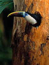 White-throated / Red billed Toucan (Ramphastos tucanus tucanus) at nest hole, South America, controlled conditions