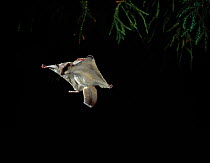 Northern Flying squirrel (Glaucomys sabrinus) gliding (Native to North America) controlled conditions