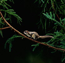 Northern Flying squirrel (Glaucomys sabrinus) on branch, (Native to North America) controlled conditions