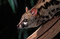 Head portrait of Small spotted genet (Genetta genetta) native to Europe, controlled conditions