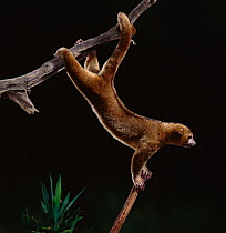 Kinkajou / Honey bear (Potos flavus) climbing on branches, native to Central and South America, controlled conditions