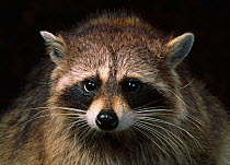 Head portrait of a Raccoon (Procyon lotor), native to north America, controlled conditions
