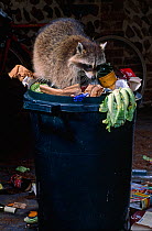 Raccoon (Procyon lotor) scavenging in garbage bin, controlled conditions