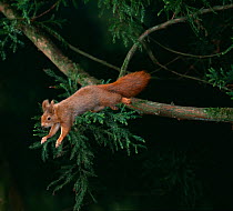 Red squirrel (Sciurus vulgaris) leaping from Yew branch, Europe, controlled conditions