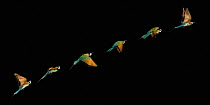 White-fronted bee-eater (Merops bullockoides)Multiflash sequence of six images after take-off, controlled conditions