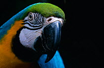 Head portrait of Blue and yellow macaw (Ara ararauna) from South America, controlled conditions