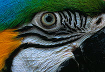 Close-up of the eye of a Blue and yellow macaw (Ara ararauna) from South America, controlled conditions
