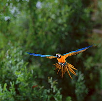 Blue and yellow macaw (Ara ararauna) in flight, South America, controlled conditions