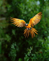 Blue and yellow macaw (Ara ararauna) in flight, South America, controlled conditions