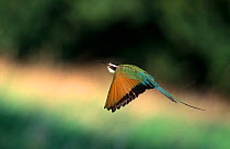 White-fronted bee-eater (Merops bullockoides) in flight, Europe