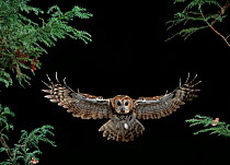 Tawny owl (Strix aluco) in flight, hunting at night, UK
