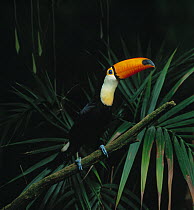 Portrait of Toco toucan (Rampastos toco) perching on branch, South America, controlled conditions