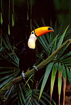 Portrait of Toco toucan (Rampastos toco) perching on branch, SouthAmerica, controlled conditions