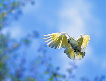 Sulphur-crested cockatoo (Cacatua galerita) in flight, controlled conditions